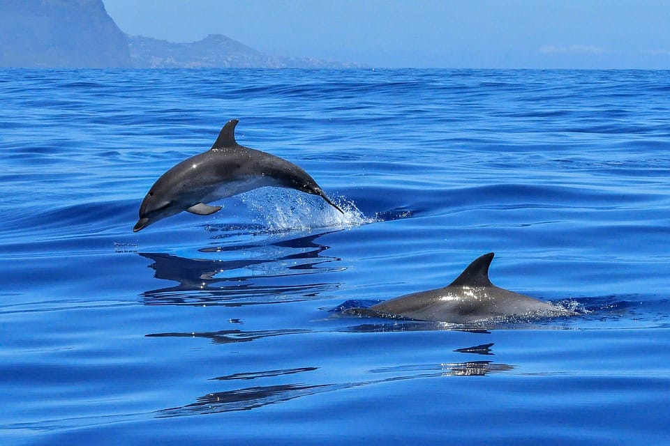 Delfini Alle Isole Azzorre